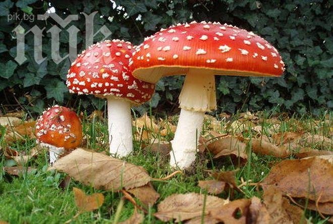 Сензационно откритие! Гъбите генерират вятър и променят времето