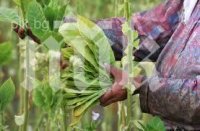 Тютюнопроизводители заплашиха да запалят балите