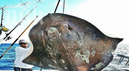 уловиха 800 килограмово морско чудовище снимки