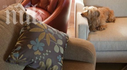 хитро вижте затоплите цяла стая стотинки ден видео