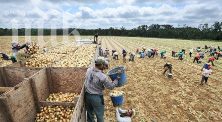 британски депутат поиска ограничения българските работници 2018