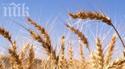 обратното начисляване ддс зърнопроизводителите отлага