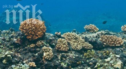 секс корали доброто шоу видео