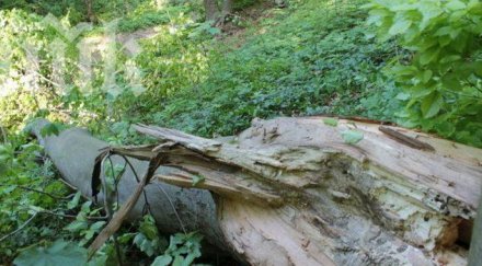 спипаха трима незаконна дървесина