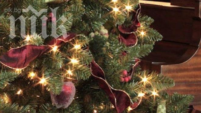 За Коледа: Всяка елха с бандерол