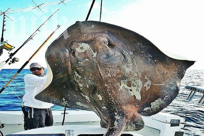 Уловиха 800-килограмово морско чудовище (снимки)