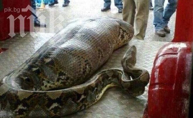 Ужасяващо! Питон глътна заспал на улицата пияница (снимка)
