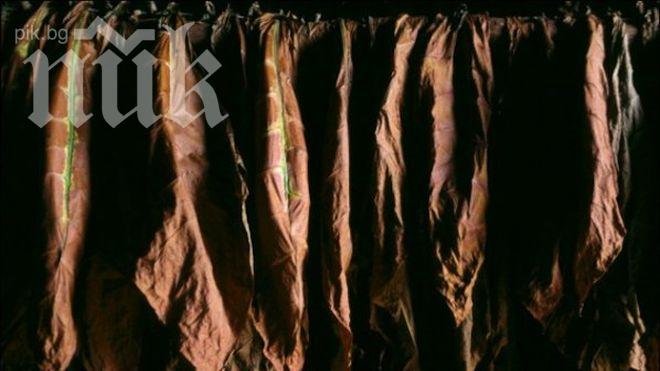 Тютюнoпроизводители стягат бунтове