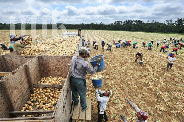 Британски депутат поиска ограничения за българските работници до 2018 г.