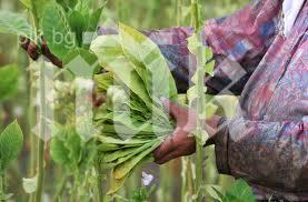 Тютюнопроизводители заплашиха да запалят балите