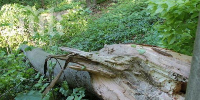 Спипаха трима с незаконна дървесина
