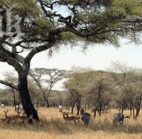 5 африкански държави въвеждат обща валута