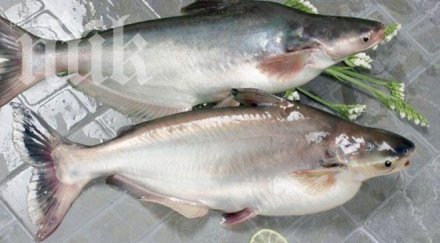 внимание отровна риба заля магазините дни никулден