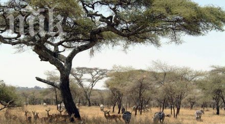 африкански държави въвеждат обща валута