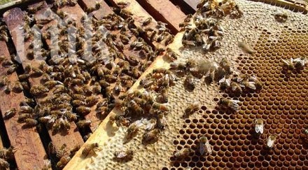 крадци задигнаха тон мед