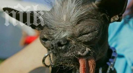 спомина грозното куче света снимка