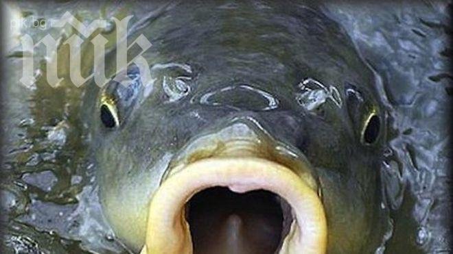 Евтин шаран за Никулден – тази година бил по-дребен