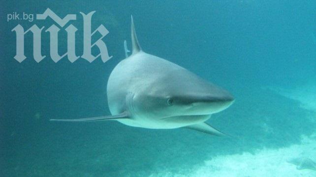 Акула уби сърфист в Австралия