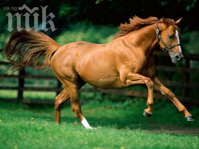 Кон се хвърли върху колата на жена в Пловдив