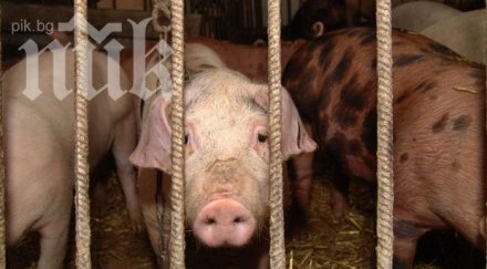 прасета изядоха мафиотски бос снимки