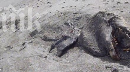 метрово чудовище гигант изплува брега учени дивят вижте смразяващо видео