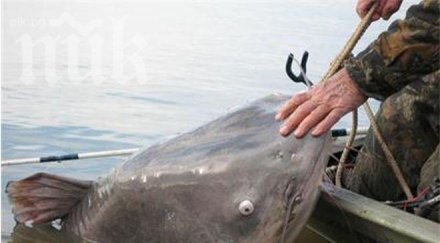 българи хванаха килограмов сом човекоядец гърция