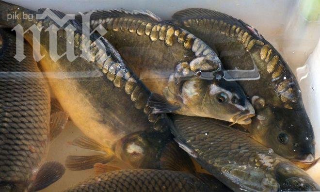 Полицията задържа 8 бургазлии, бракониери на риба