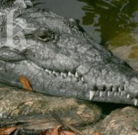 Ухапване от алигатор лекувано по клинична пътека у нас
