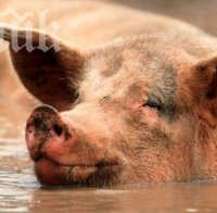 Задигнаха 3 прасета и теле