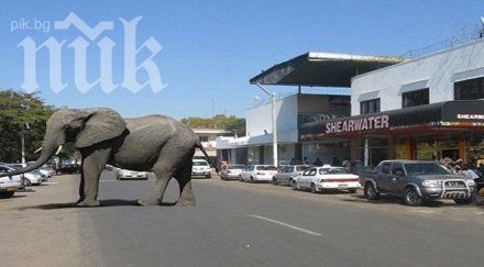 слон избяга италиански цирк паникьоса рим