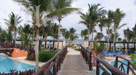 учени разшифроваха генома палмовото дърво