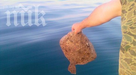 правим ферма калкан румъния