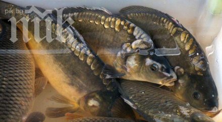 близо конфискувана риба дарена домове никулден