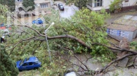 силната буря варна събори множество дървета клони пострадали