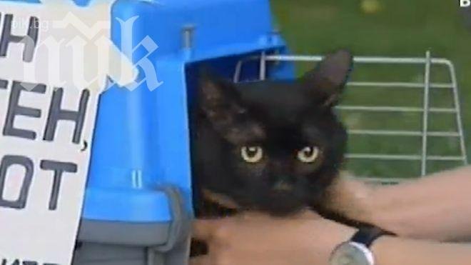 Атакуват Левски с животни, котаракът Моци ще плаши сините