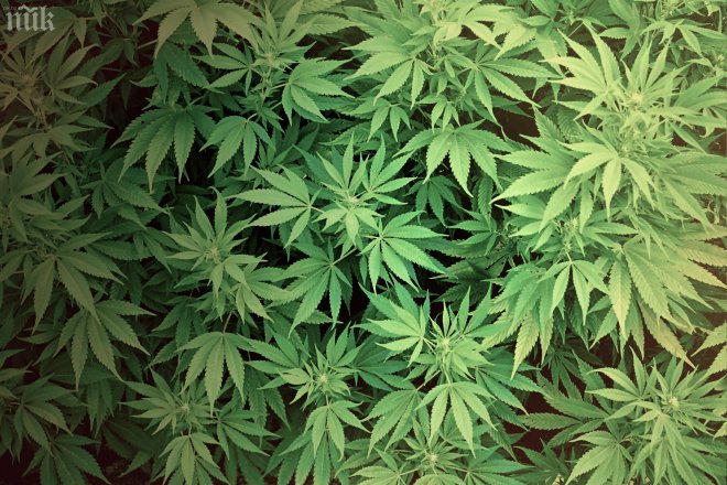 Уругвай легализира марихуаната, но бори тежката дрога