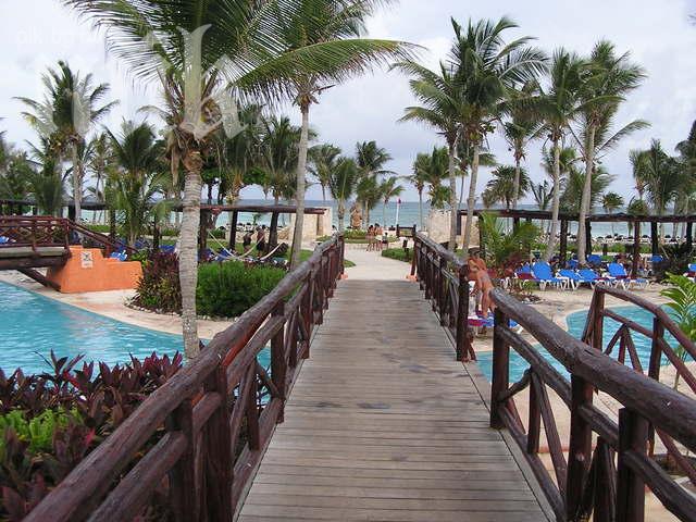 Учени разшифроваха генома на палмовото дърво