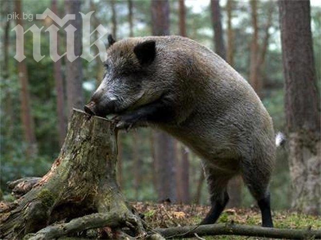 Находка! Авджии удариха 350-килограмов глиган