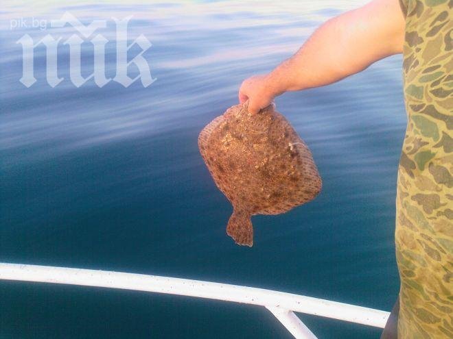 Правим ферма за калкан като в Румъния