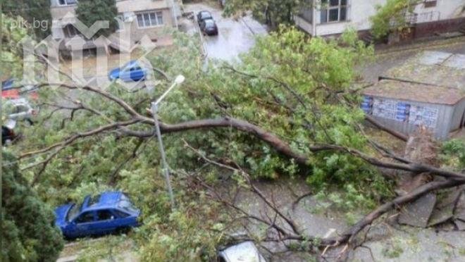 Силната буря във Варна събори множество дървета и клони, няма пострадали