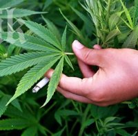 Уругвай става първата страна, която легализира търговията с марихуана