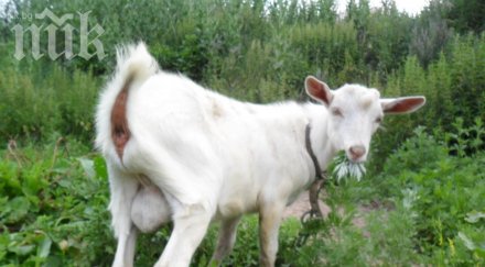 жена спипа мъж докато краде козата