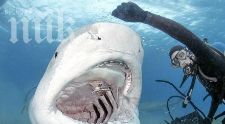 водолаз храни хищна акула убиец ръката смразяващи кръвта снимки