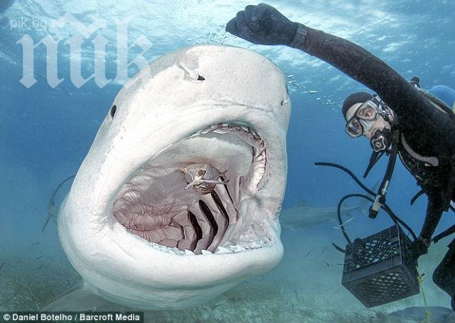 Водолаз храни хищна акула-убиец от ръката си (смразяващи кръвта снимки)