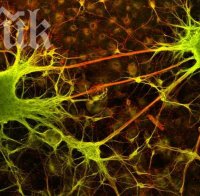 Безсмъртието не е мит! Учени откриха същество, което може да живее вечно