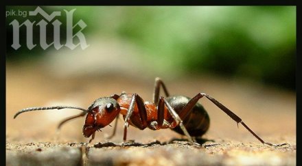 мъж изсипва разтопен алуминий мравуняк крайният резултат изключителен видео