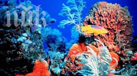 коралите лекуват фрактури