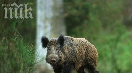 живо прасе открито столична канализация