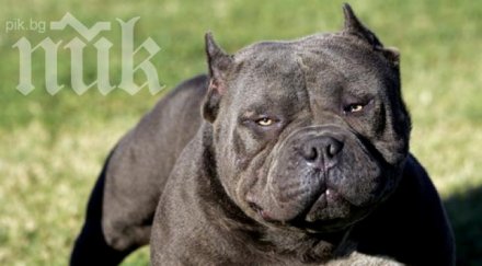 агресивни питбули нахапаха смърт бременна жена