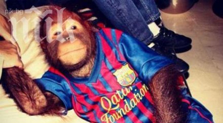 орангутанът парис хилтън фен барселона